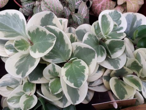Plante d'intérieur avec un feuillage panaché bicolore contrasté