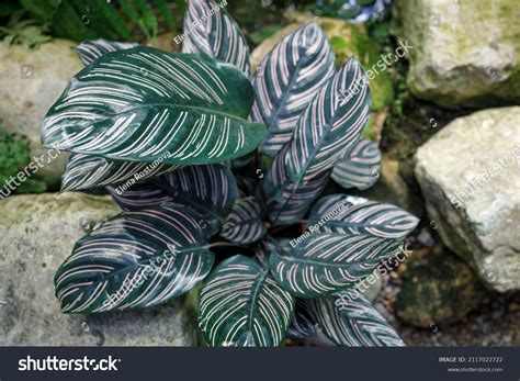 Détail d'une feuille de Calathea avec ses motifs contrastés