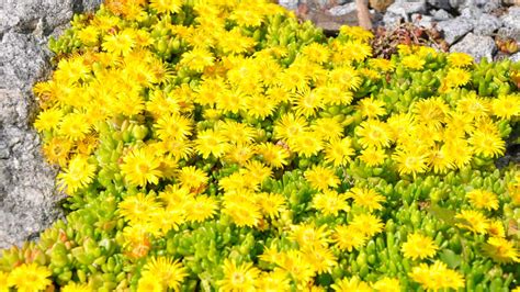 Une sélection variée de plantes succulentes en fleurs disposées dans un jardin rocailleux