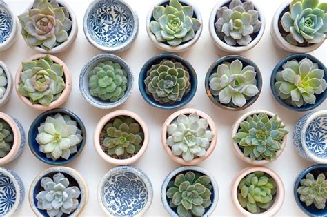 Installation murale magnétique avec des succulentes dans des petits pots colorés