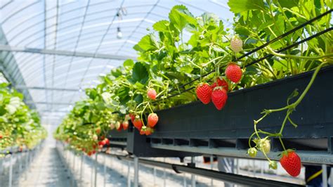 Champs de fraises en Bretagne sous serre