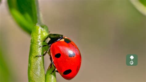 Diagramme illustrant la lutte biologique et les insectes auxiliaires du jardin