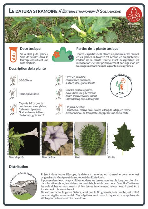 Infographie présentant les symptômes d'intoxication au Datura stramoine chez l'homme et l'animal.