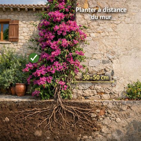 Schéma illustrant l'exposition idéale d'un bougainvillier au sud contre un mur