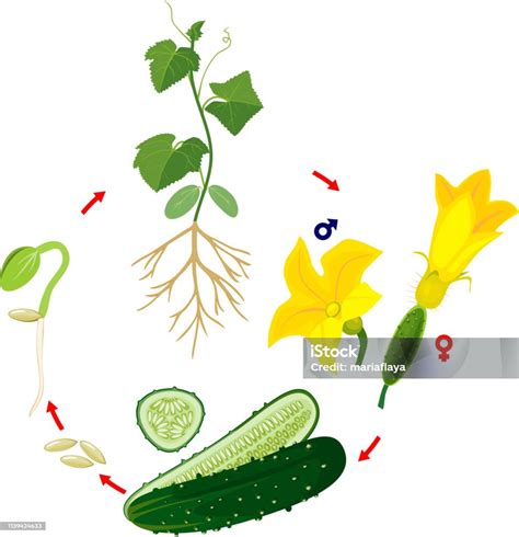 Schéma illustrant le cycle de vie du concombre, de la graine à la récolte sous serre