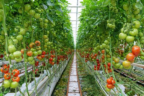 Récolte de tomates sous serre