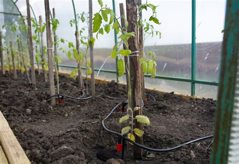 Système d'arrosage goutte-à-goutte dans une serre