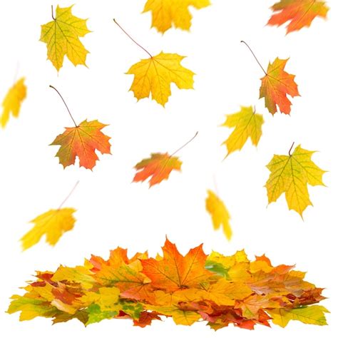Chute des feuilles d'automne d'un érable