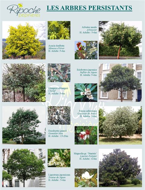 Tableau comparatif arbres caducs et persistants
