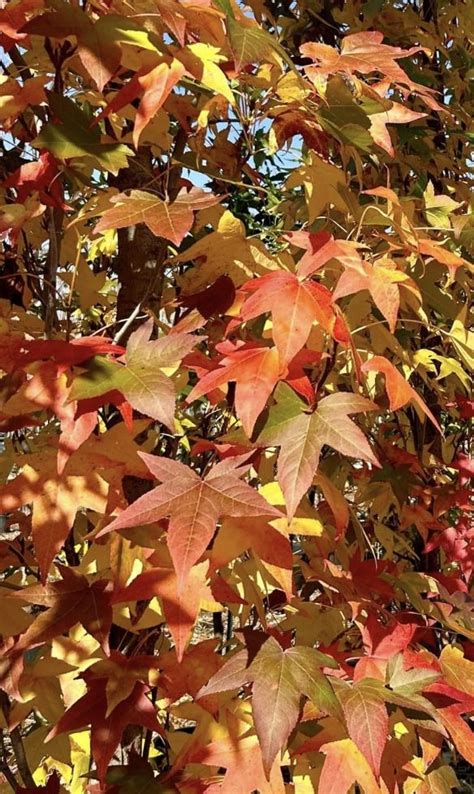 Feuillage d'automne d'un Liquidambar