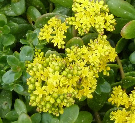 Tapis dense de Sedum acre en pleine floraison jaune vif