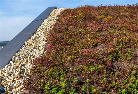 Toiture végétalisée composée de diverses espèces de Sedum