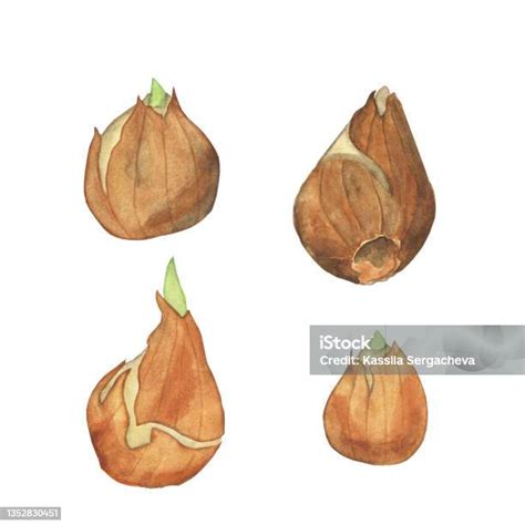 illustration de différents types de bulbes de tulipes