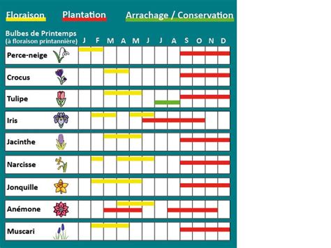 calendrier de plantation des bulbes de printemps et d'été