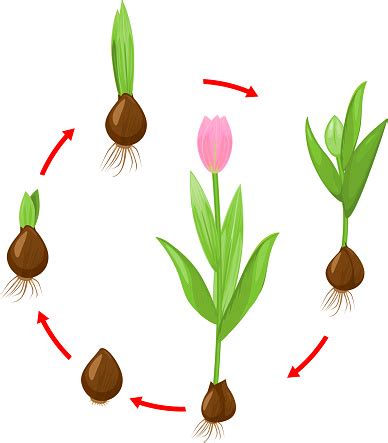 infographie sur la croissance et le cycle de vie du bulbe de tulipe