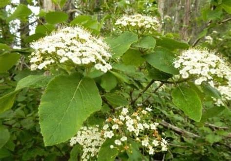 Viorne lantane en fleurs au printemps