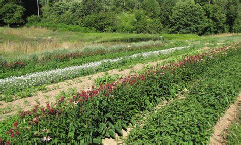 Champ de plantes aromatiques et médicinales en permaculture