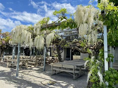 glycine blanche en fleurs sur une pergola
