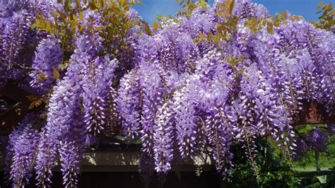 différence d'enroulement des tiges de Wisteria sinensis et Wisteria floribunda