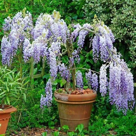 glycine en pot avec un tuteur