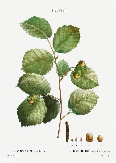 Illustration botanique du Corylus avellana montrant ses chatons et ses feuilles caractéristiques