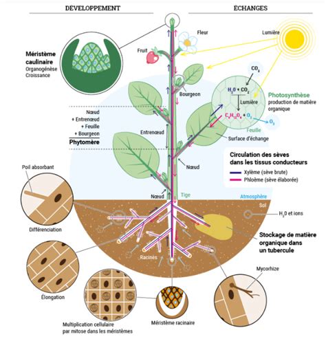 Schéma simplifié des tropismes des différents bourgeons sur les organes humains