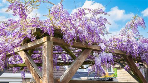 jardin avec des ipomées grimpantes sur une pergola