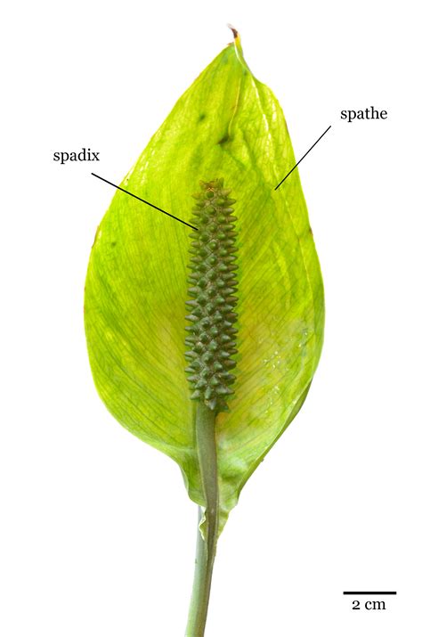 Detailed diagram of an Arum flower (spathe and spadice)