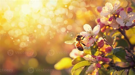 Bees pollinating Arum flowers
