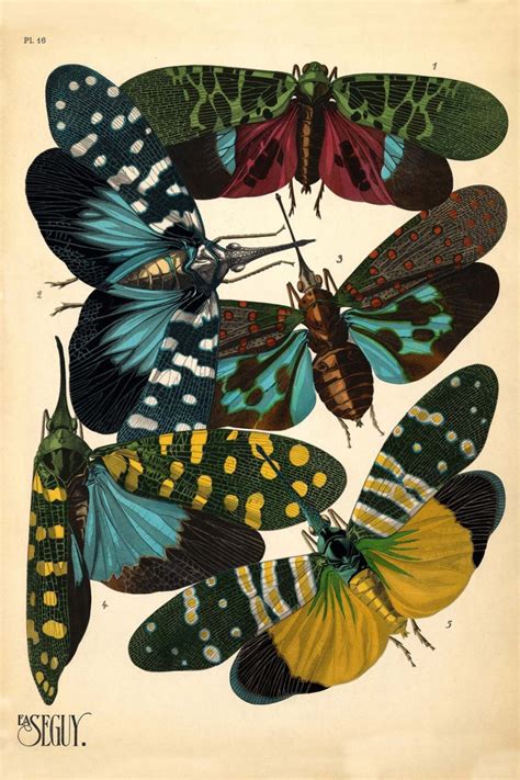 Exemple d'illustration de papillon par Émile-Allain Séguy