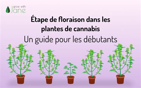 Schéma illustrant les trois phases de croissance du cannabis : végétative, floraison et maturation, avec les besoins NPK associés