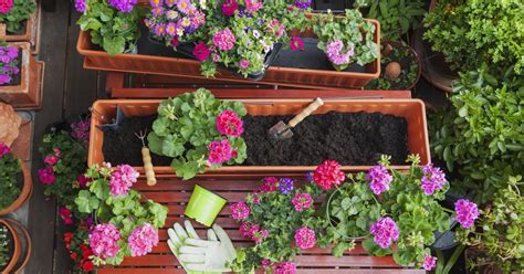composition florale avec géraniums et pétunias