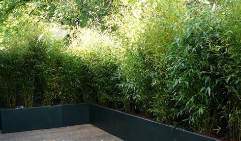 Bambous en jardinière sur une terrasse urbaine
