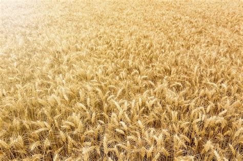 Champ de céréales prêt à être récolté