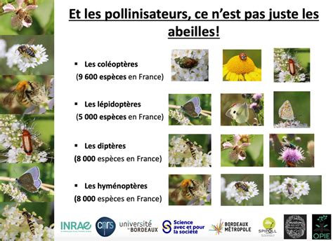 Illustration d'insectes pollinisateurs diversifiés sur des fleurs