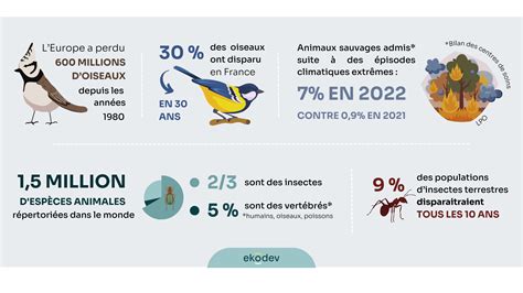 Infographie sur le déclin des populations de bourdons et ses causes