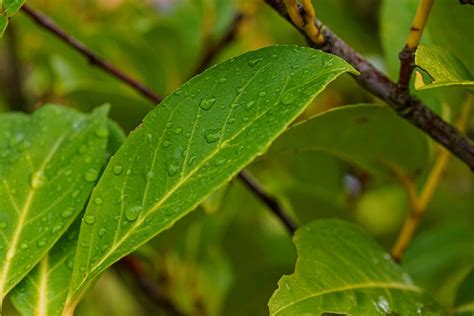 Illustration montrant le contraste entre des feuilles de laurier-cerise saines et des feuilles présentant des perforations caractéristiques de l'oïdium