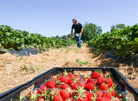 Champ de fraises en pleine saison avec des familles effectuant la cueillette