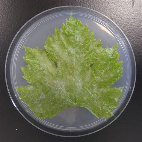 Illustration macroscopique montrant un mycélium blanc d'oïdium sur une feuille de fraisier
