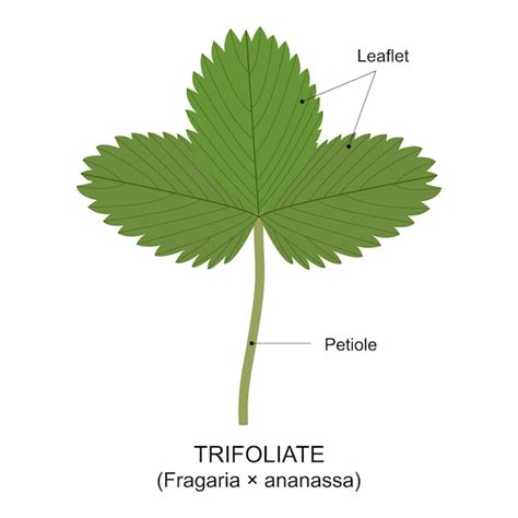 Schéma comparatif montrant une feuille de fraisier saine et une feuille infectée par l'oïdium