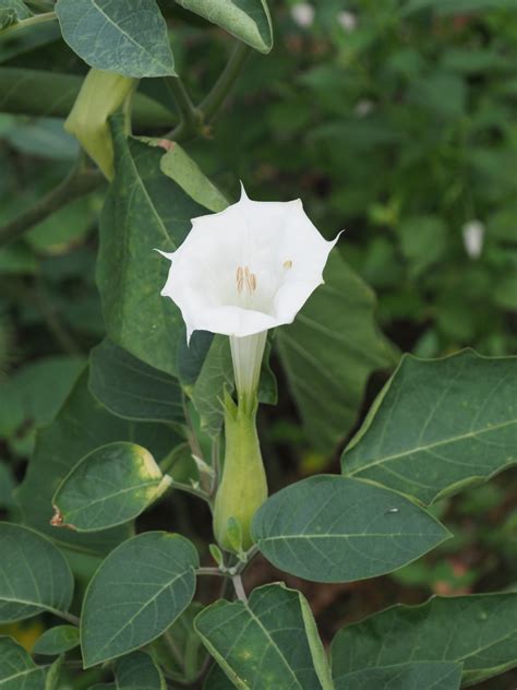 Illustration d'une plante de Datura Stramoine adulte avec ses fleurs en entonnoir et ses fruits épineux