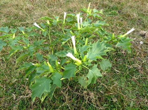 Photo d'un agriculteur arrachant manuellement des pieds de Datura Stramoine dans une parcelle de maïs
