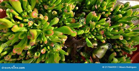 Gros plan sur les feuilles tubulaires caractéristiques de la Crassula ovata 'Hobbit' avec leurs extrémités teintées de rouge