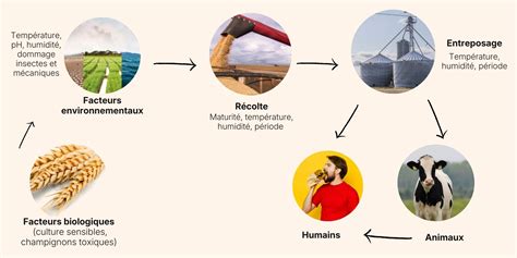 Schéma des étapes de la contamination par les mycotoxines, de la culture à la consommation