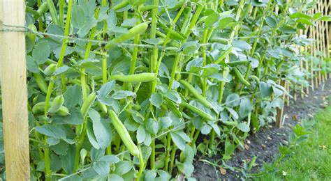 Plan de culture des fèves au potager