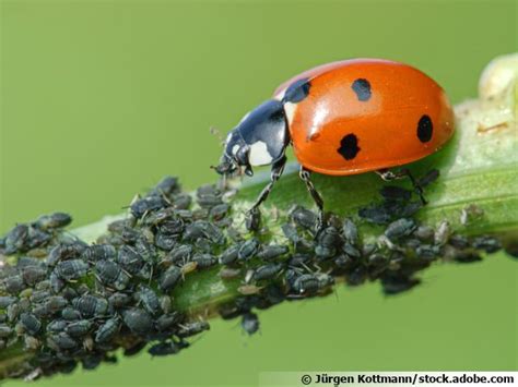 Lutte biologique contre les pucerons sur les fèves