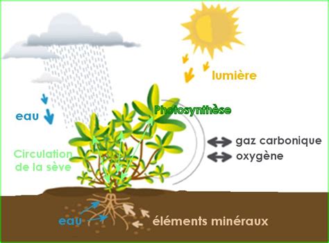Schéma illustrant les besoins d'une plante : eau, soleil, terre