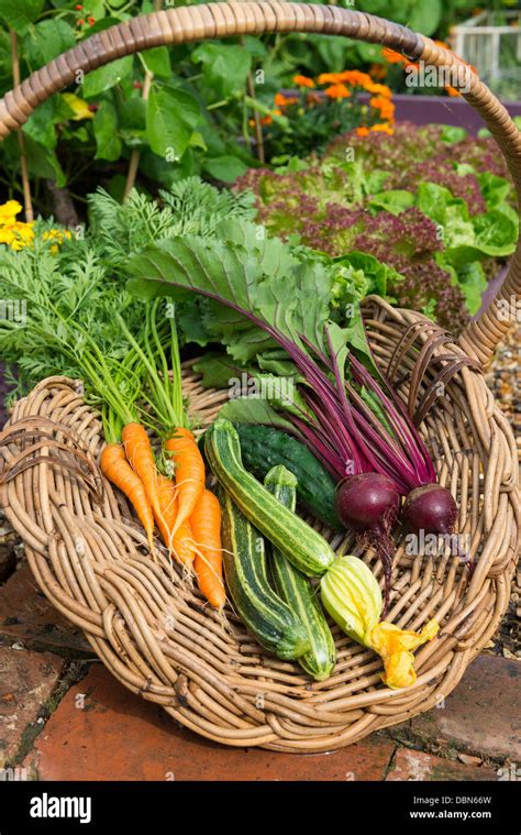 panier rempli de légumes variés fraîchement cueillis