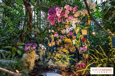 Gros plan sur une collection d'orchidées rares exposées dans un environnement contrôlé