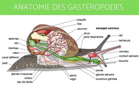 Schéma illustrant le cycle de vie des gastéropodes dans un paillage humide